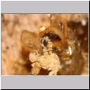 schweber-schlupf-13a Larvenhuelle.jpg